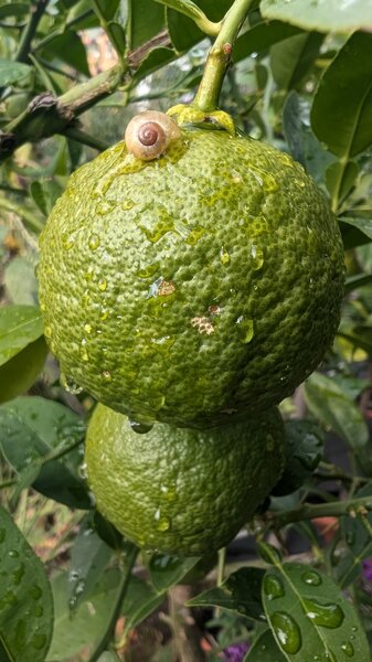 Yuzu, Citrus junos