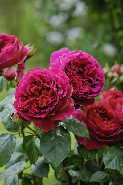 Rose Heathcliff