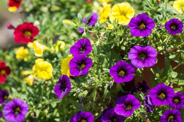 Calibrachoa benötigt viel Wärme