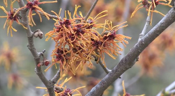 Hamamelis Video YouTube