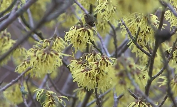 Hamamelis Video YouTube