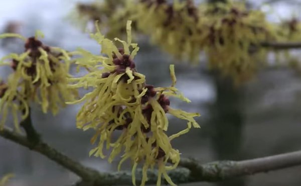 Gartenarbeit im Januar Lubera Hamamelis 