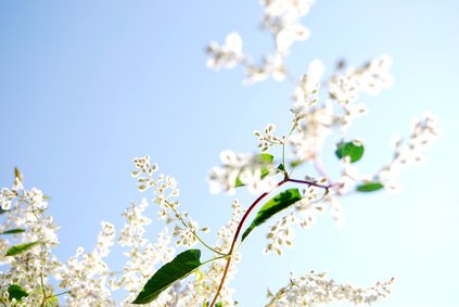 Zauberschnee Pflege