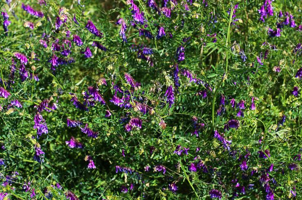 Zaunwicken im Garten