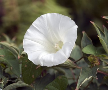 Bluete einer Zaunwinde; Calystegia sepium