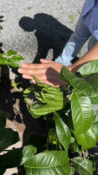 Zedratzitrone Buddha's Hand, Citrus medica sarcodactylis digitata