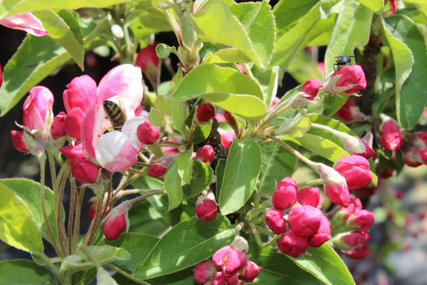 Malus Adirondack Zwerg-Zierapfelbaum Blüten