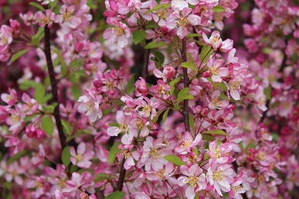 Malus Hillieri Zierapfelbaum Blten