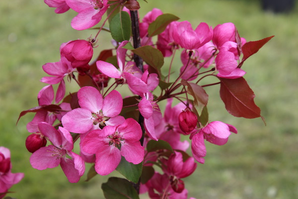 Malus x moerlandsii Liset Zierapfelbaum Frchte Blten