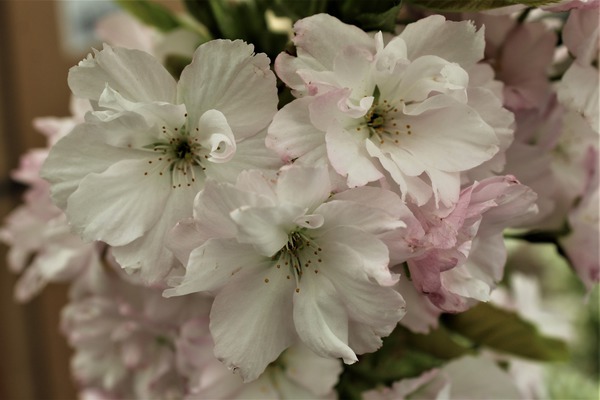 Prunus serrulata Amanogawa Zierkirsche Prunus serrulata Amanogawa Zierkirsche