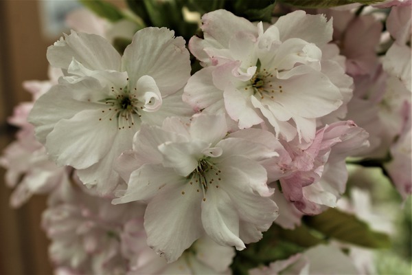 Prunus serrulata Amanogawa Zierkirsche