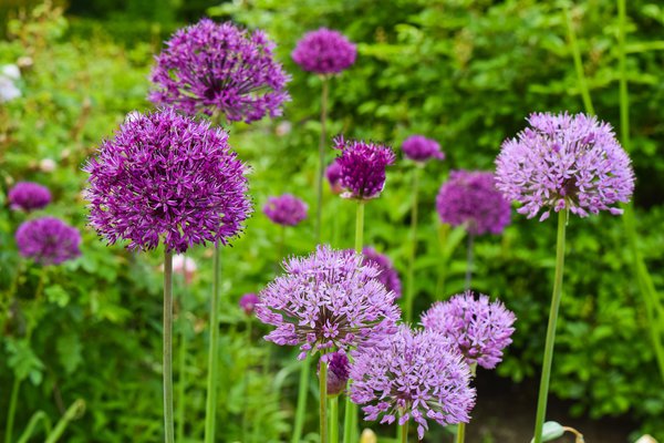 Allium Zierlauch Pflanzzeit