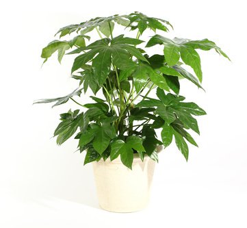 die Zimmer-Aralie ist sehr beliebt als Zimmerpflanze pflegeleicht und robust. 