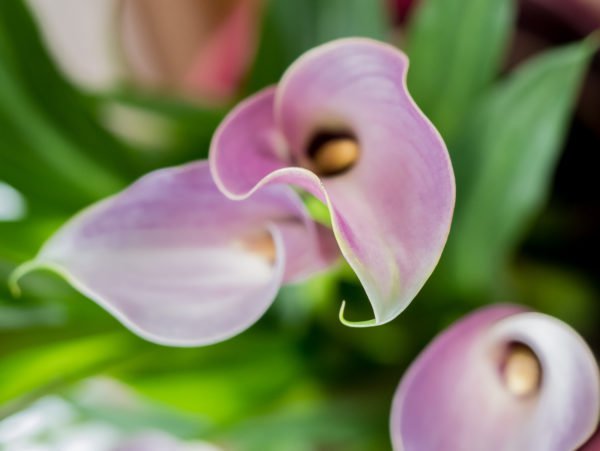 Zwiebelblumen pflanzen