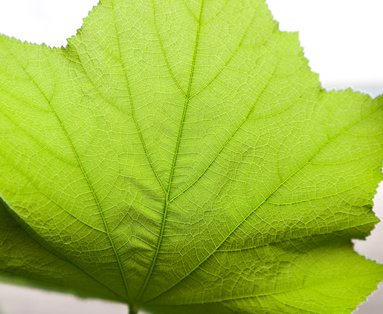 leaf in backlighting