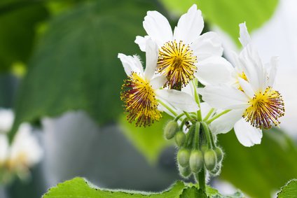 Sparmannia africana - African hemp