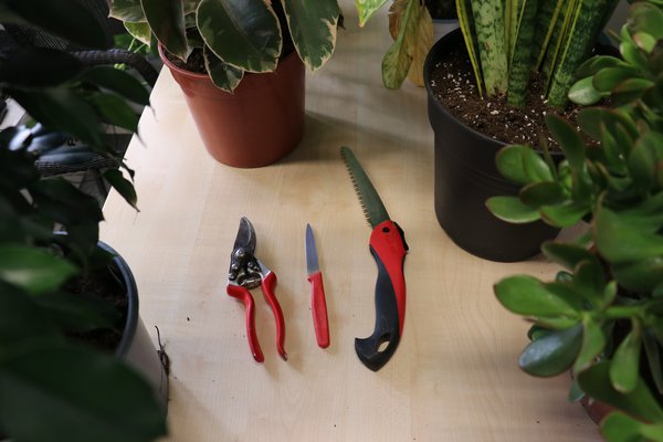 Zimmerpflanzen schneiden benötigte Utensilien scharfes Messer, saubere Gartenschere, Säge