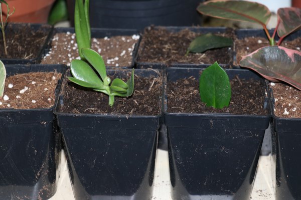 Zimmerpflanzen vermehren