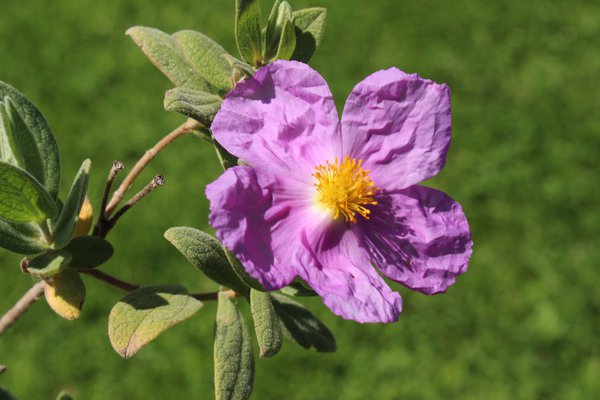 Blüte einer Zistrose.