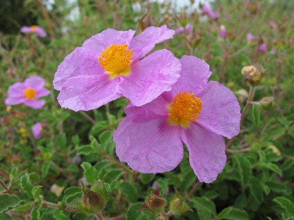 Zistrose, Cistus