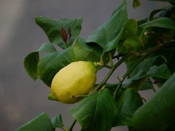 Zitronenbaum blüht nicht