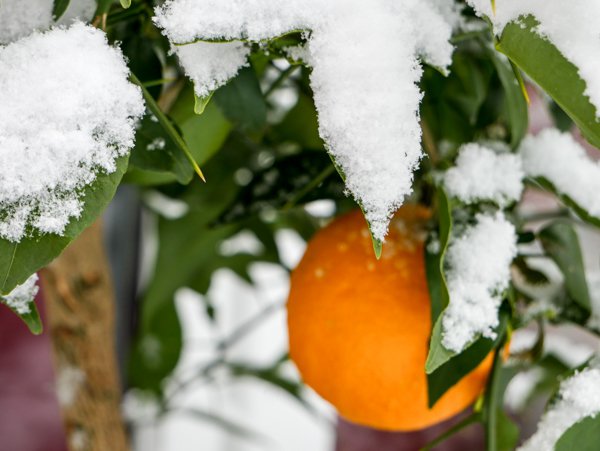 Schnee bei milden Temperaturen ist fr die Yuzu Zitrone kein Problem