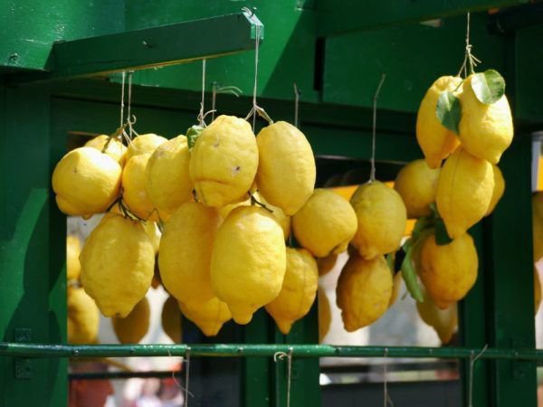 Reife Zitronen sind lange Zeit haltbar