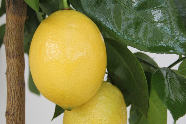 Zitronen Hybride Lemox Citrus limon Hybr. Lemox, zitronen gesund