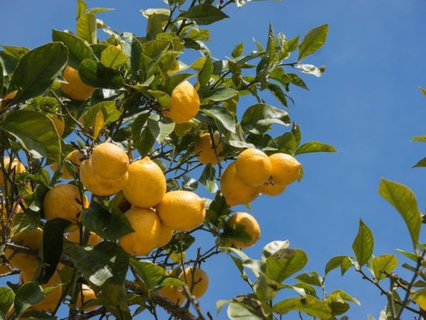 prchtiger Zitronenbaum mit Frchten