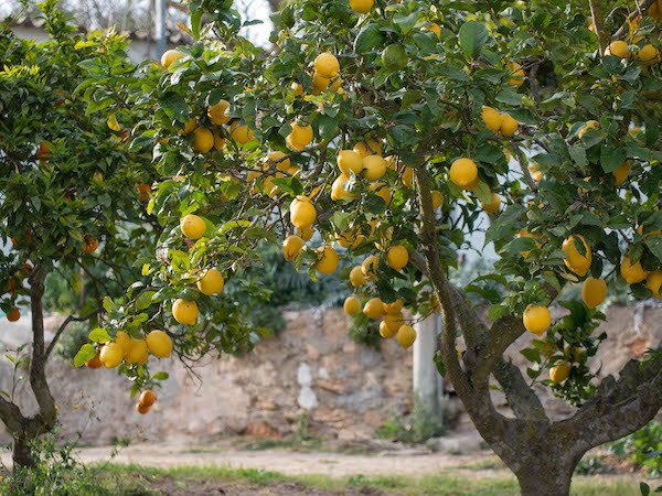 Zitronenbaum wirft Bltter ab: Was tun, wenn die Zitrone unter starkem Blattverlust leidet?