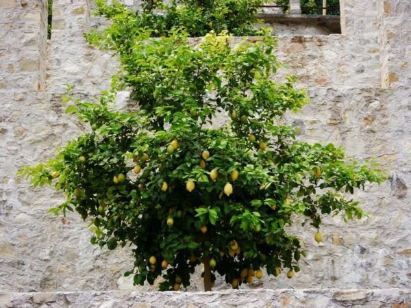 Zitronenbaum gieen