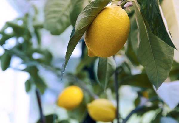 Zitronenbaum Krankheiten erkennen.