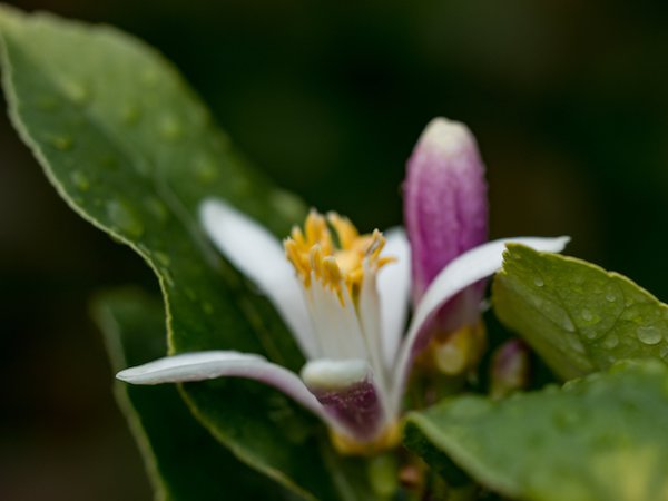 Mit der richtigen Düngung  bringt das Zitrusbäumchen viele Blüten hervor