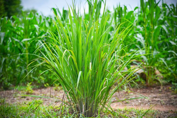 Zitronengras, Cymbopogon