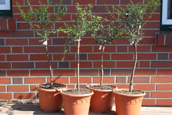 Deine Orangerie Set 2 weisse und 2 rote Finger-Limette Deine Orangerie Set 2 weisse und 2 rote Finger-Limette
