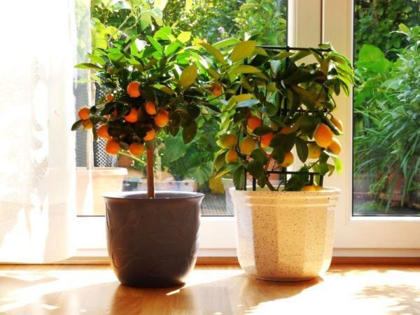 Orangenbäumchen überwintern