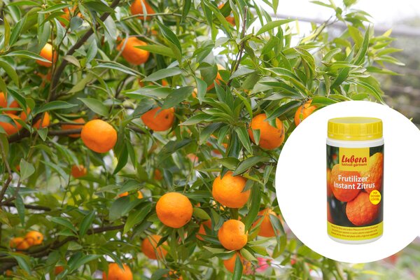 Zitrus pflanzen dÃ¼ngen, DÃ¼nger, Frutilizer Instant Zitrus, StandarddÃ¼nger