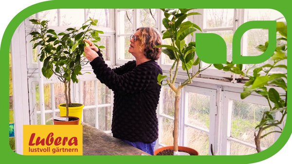 Gartenvideo, Anja und Andreas, Zitronenbaum Schildläuse