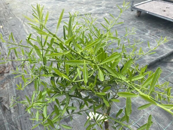 Eremocitrus Glauca