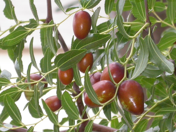 Ziziphus LuLang® - Früchte Ziziphus LuLang® - Früchte