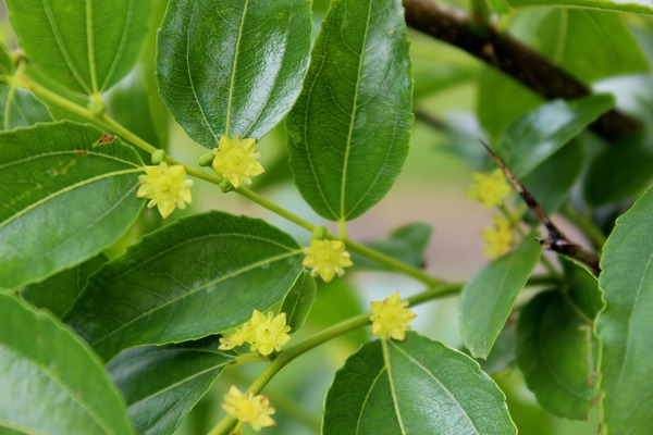 Ziziphus LuLang® - Blüten
