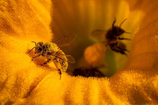 Bestubung der Blten, Bienen bei der Bestubung einer Zucchiniblte, Lubera