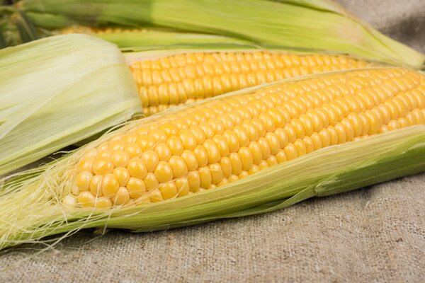 Zuckermais Damanu KS, Zea mays, Gem�se