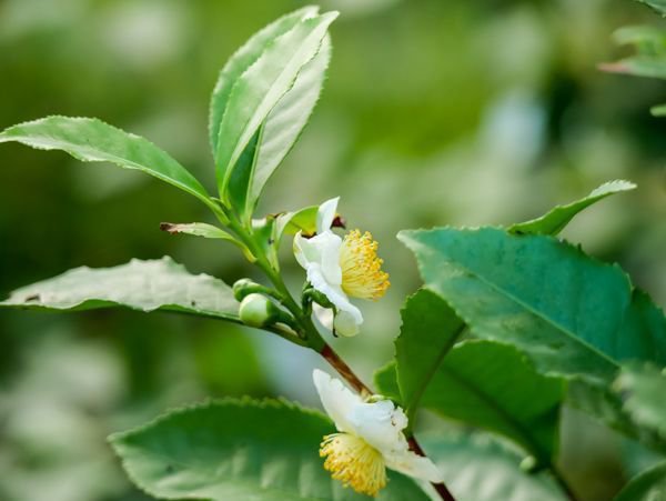 Camellis sinensis