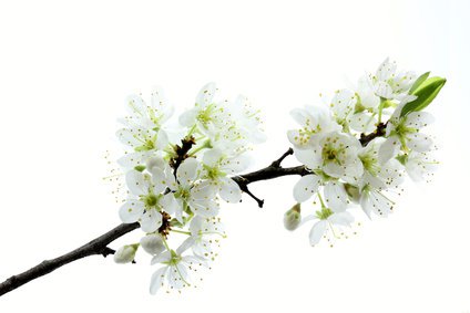 Zweig der Kirschpflaume (Prunus cerasifera) mit Blüten