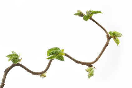 Zweig der Korkenzieherhasel (Corylus avellana contorta)
