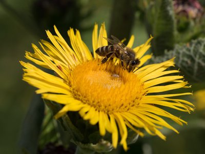 Wildbienen lieben den Nektar des Zwerg Alant inula ensifolia