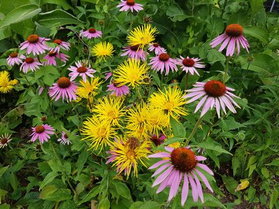 Zwerg Alant inula ensifolia und Roter Sonnenhut