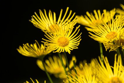 Zwerg Alant inula ensifolia