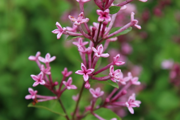 Syringa Bloomerang 'Pink Perfume' Zwergflieder Blte